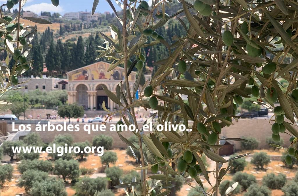 Los árboles que amo, el olivo  por Koncha Pinós