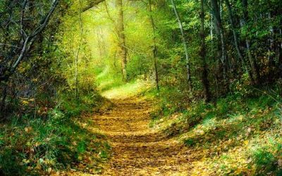 El Poder Sanador de los Bosques: Cómo los Entornos Naturales Transforman Nuestras Emociones Por Dr. Koncha Pinos