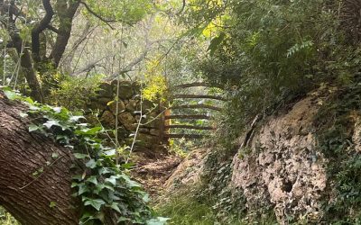 Las lecciones de los bosques se parecen a los sueños, son difíciles de explicar desde la razón