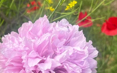 Jardines y Espacios Verdes: Su Impacto en la Comunidad por Koncha Pinós