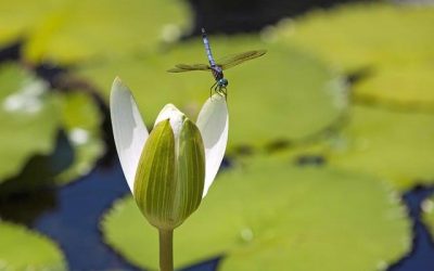 Convocatoria para Colaboradores: Estudio en Jardín Botánico de Colombia