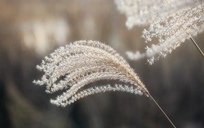 El Código Secreto de la Naturaleza: ¿Qué Pasaría Si Pidiéramos Consejo a la Naturaleza? Por Koncha Pinós
