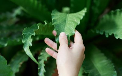 Cómo Crear un Jardín Sensorial en los Trópicos: Un Espacio de Conexión, Bienestar y Sanación Por Dr. Koncha Pinos