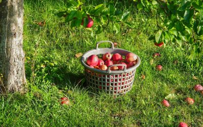 Explorar la Hortoterapia y Descubrir el Poder Curativo de la Naturaleza