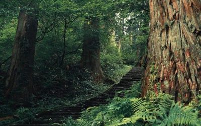 Bienestar y Peregrinación en la Cultura Japonesa: Un Camino hacia la Armonía Interior por Koncha Pinós