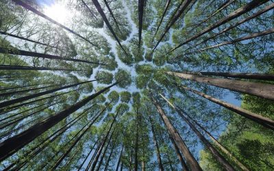 El Shintoísmo, los Árboles y el Bienestar: Conexiones Espirituales con la Naturaleza  Por Koncha Pinós.