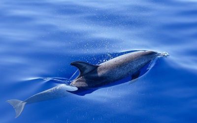 Los Delfines: Ecos de Conexión, Vibraciones de Inteligencia  Por Dr. Koncha Pinos