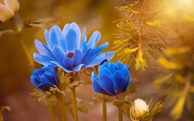 Conectividad: Sentir, Pensar y Estar en la Naturaleza Por Dr. Koncha Pinos