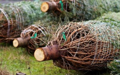 El Error del Bienestar Humano: Repensando su Propósito y Alcance por Koncha Pinós