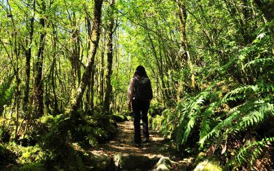 El Código Secreto de la Naturaleza: ¿Qué Pasaría Si Pidiéramos Consejo a la Naturaleza? Por Koncha Pinós