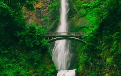 Investiga los beneficios físicos y mentales que proporcionan los entornos naturales, como las selvas y bosques, para la salud humana.