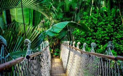  Biophilia y ARTE 🌿🎨