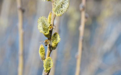 Espacio, Tiempo y Paisaje: La Percepción del Tiempo en la Naturaleza y su Impacto en la Gestión de los Ciclos Estacionales
