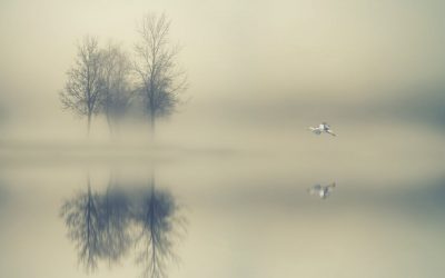 Ciencia, arte y percepción: líneas de investigación de The Wellbeing Planet