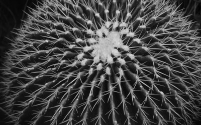 Geometría, un código biológico en el arte de la naturaleza