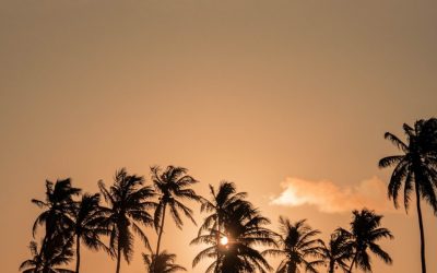  ¿Sabías que los árboles sienten el viento y son capaces de percibir su propio cuerpo en el espacio, del mismo modo que las ballenas perciben los océanos?