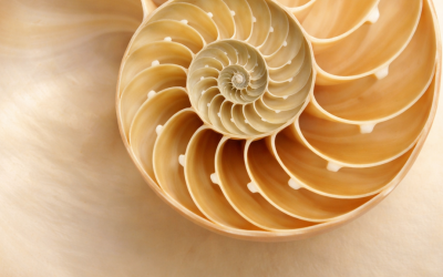 Viriditas: la fuerza verde de la vida contemplativa y la urgencia de rehacer nuestros ciclos. Por Koncha Pinós